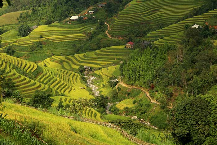 trekking in hoang su phi ha giang rice terraces